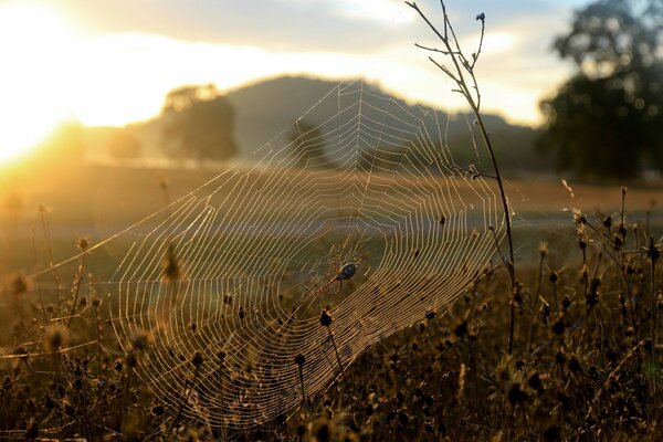 Imagen de un paisaje matutino y una araña en una telaraña