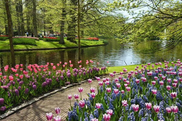 Park with tulips by the pond