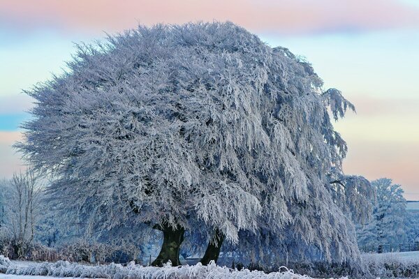 Énorme arbre recouvert de givre