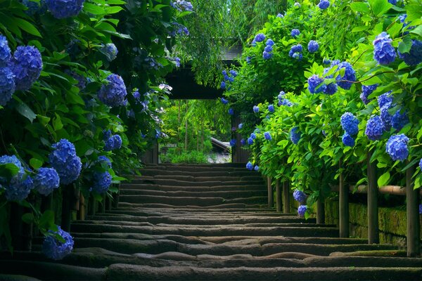 Hortensie Pflanze in Japan in der Natur