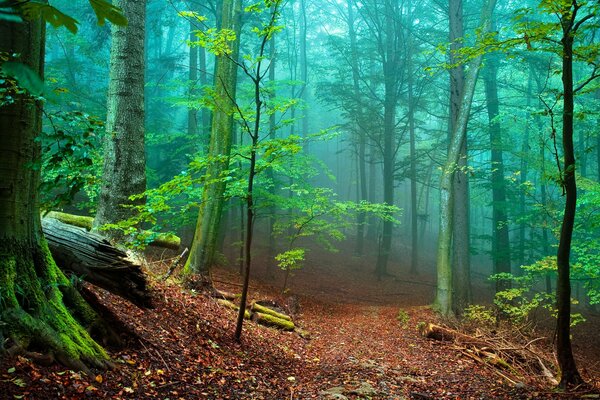 Forêt dans le brouillard et les grands arbres