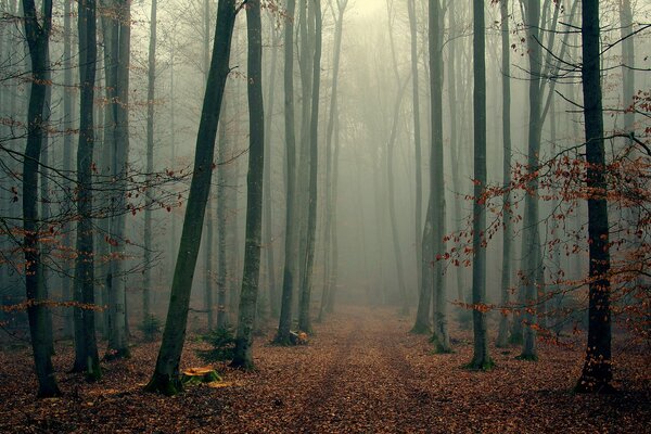 Herbstnebelwald : Ein einsamer Baum mit herabfallendem Laub und nackten Zweigen, eingehüllt in Nebel