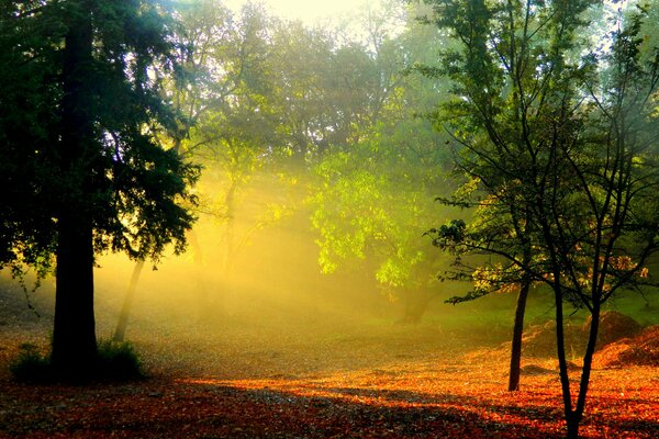 Orange grass in a green forest in the rays of dawn