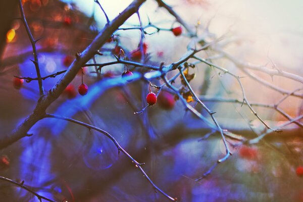 Baies sur les branches en hiver au coucher du soleil