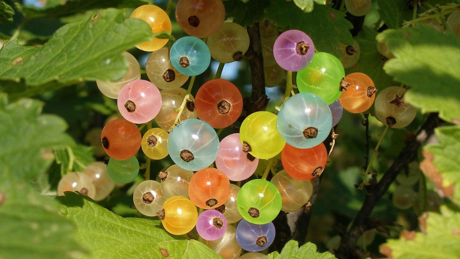 beeren johannisbeeren farben regenbogen