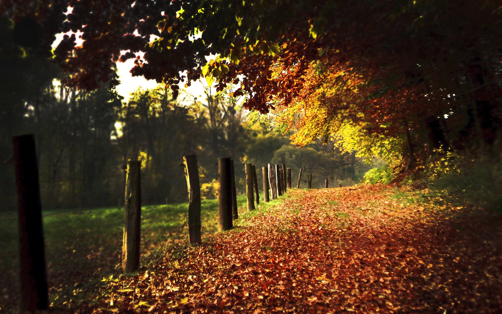 natura strada strade sentiero sentieri autunno foglie fogliame pali pali vicolo vicoli