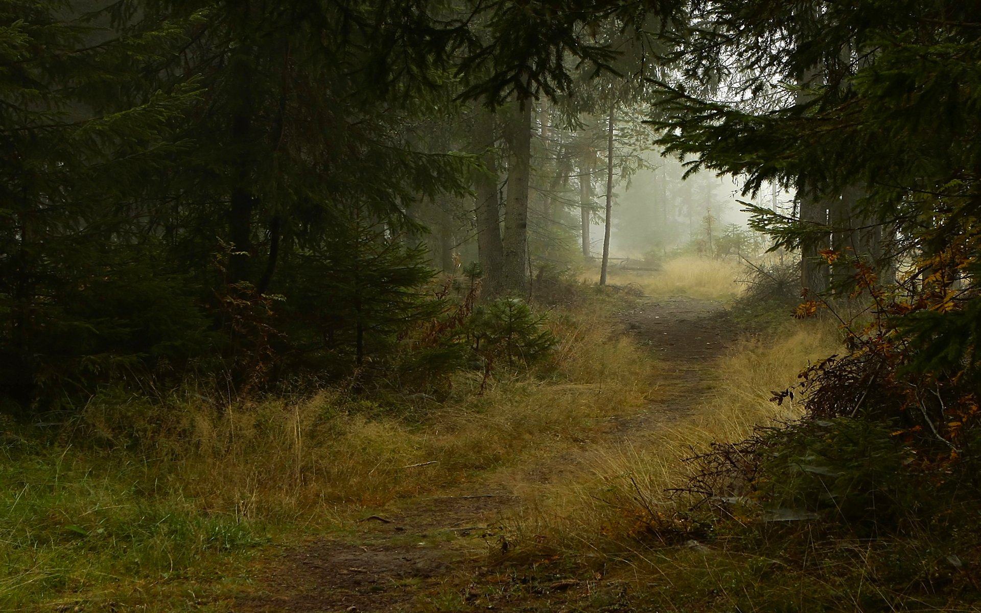 las szlak ścieżka drzewa świerki mgła jesień natura