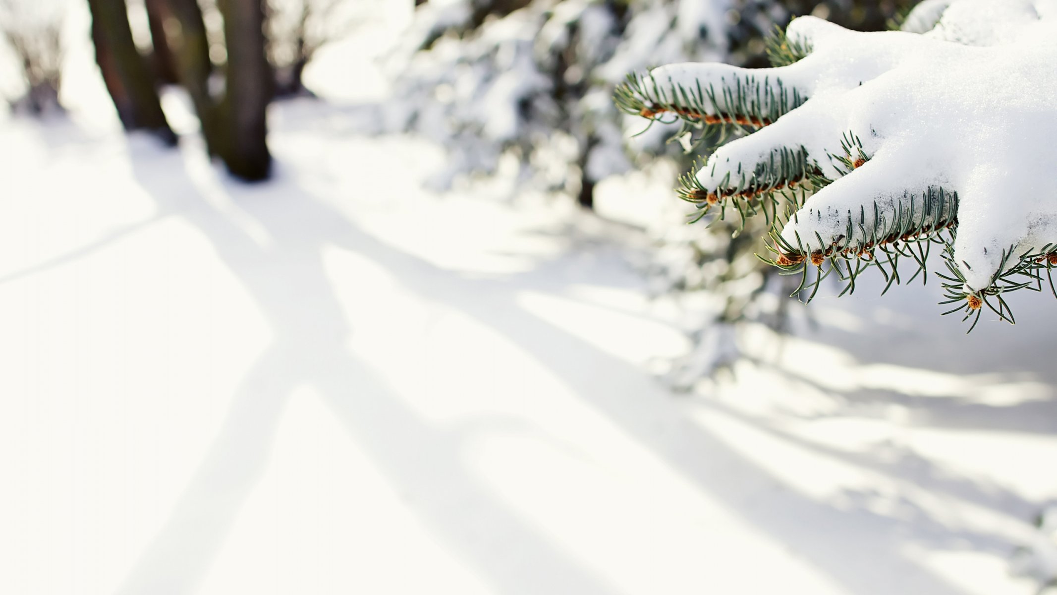 nature snow spruce winter close up needle