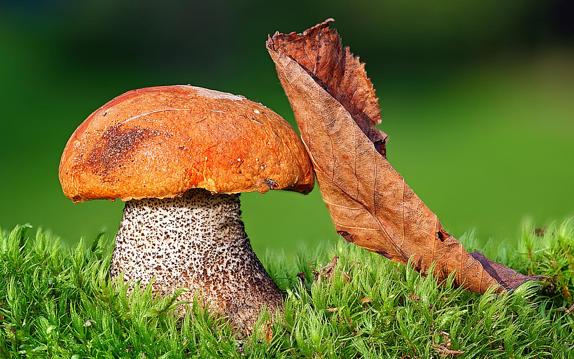 champignon jambe chapeau herbe feuille gros plan