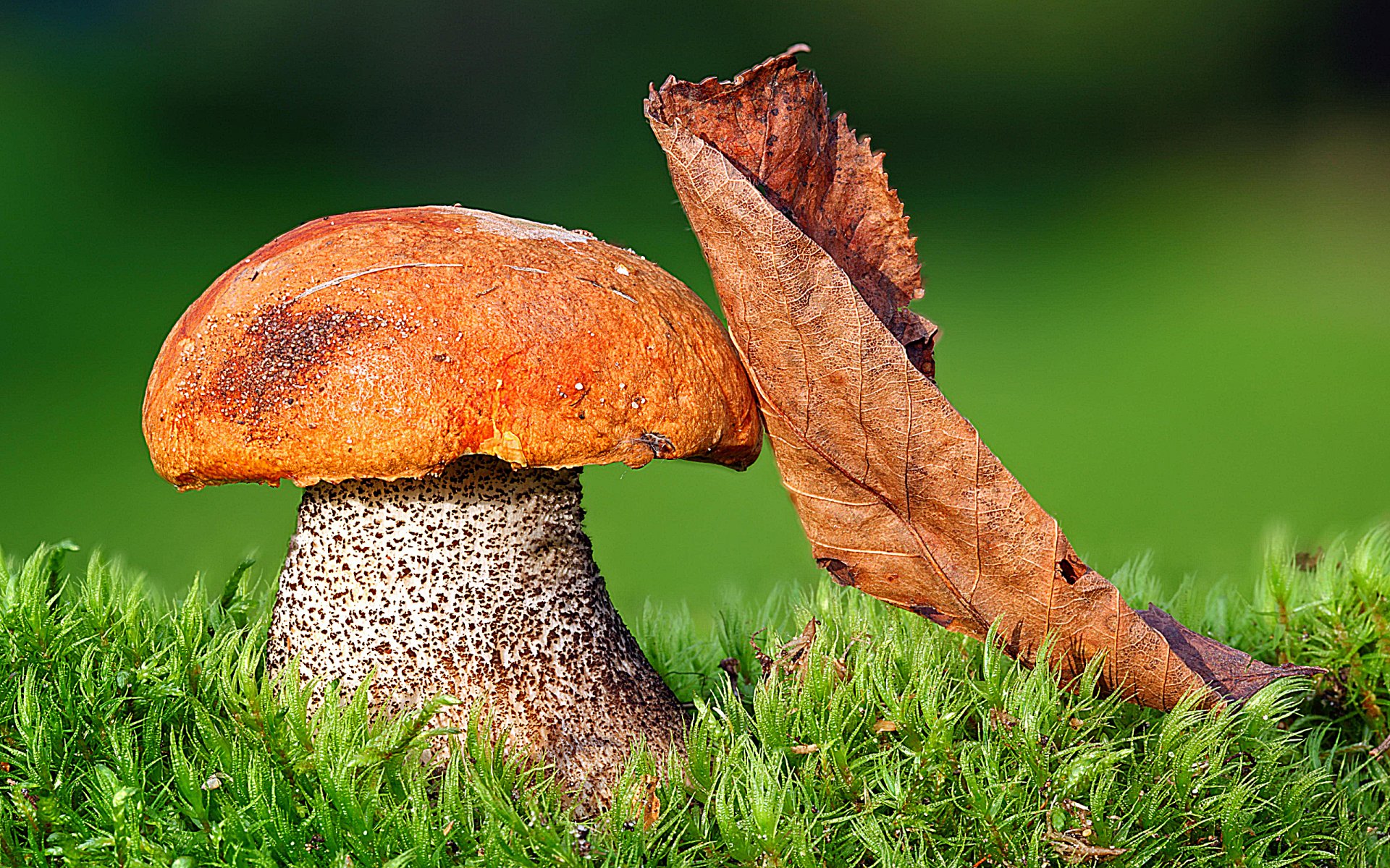 Осенние грибы подосиновики