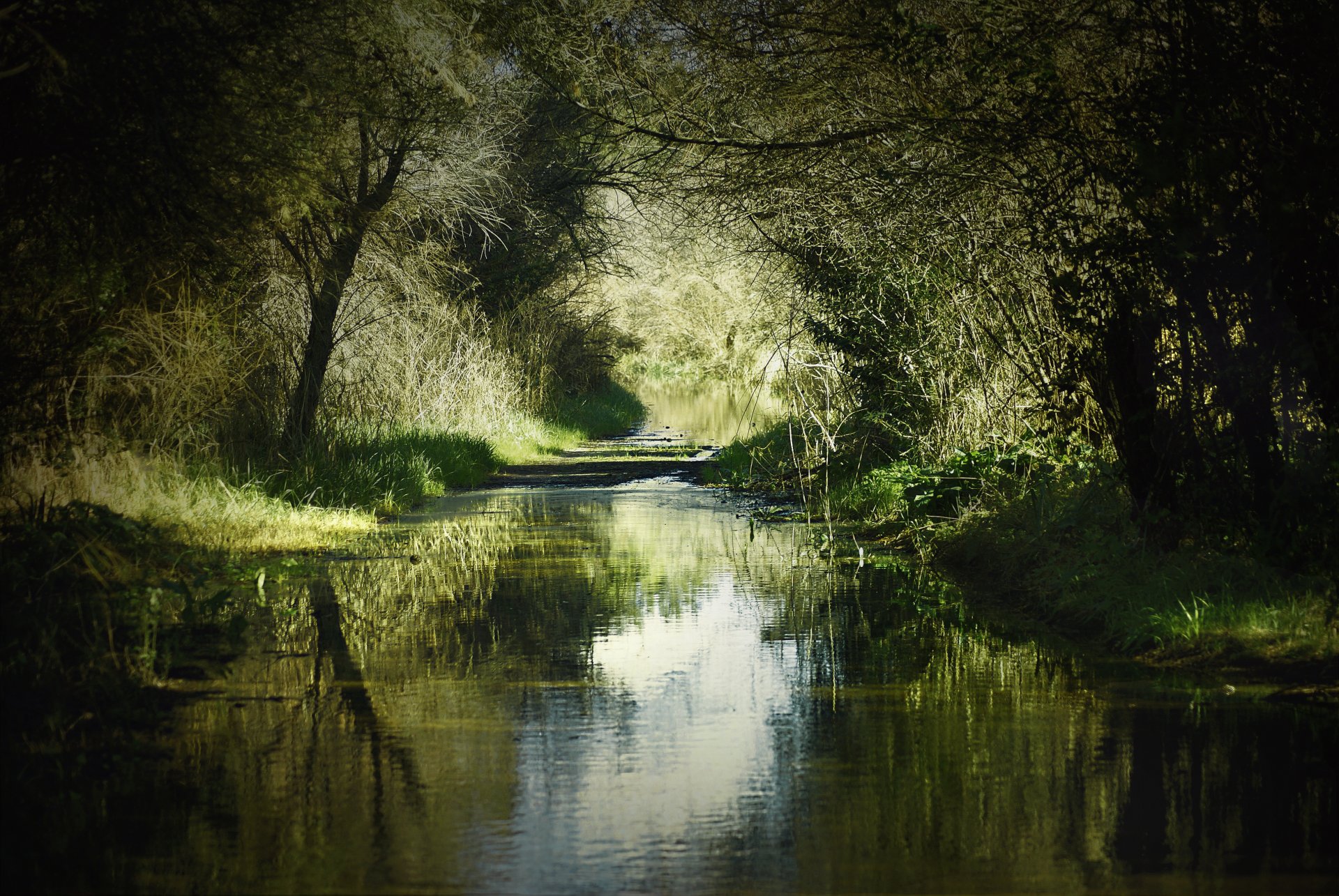 natura estate fiume coste erba alberi ombra