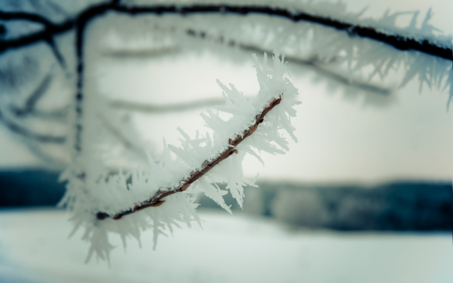 nature gros plan hiver neige