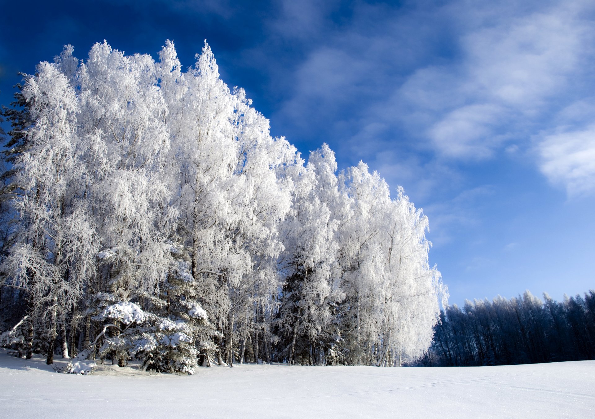 el invierno es hermoso pero frío invierno frío bosque ini cielo