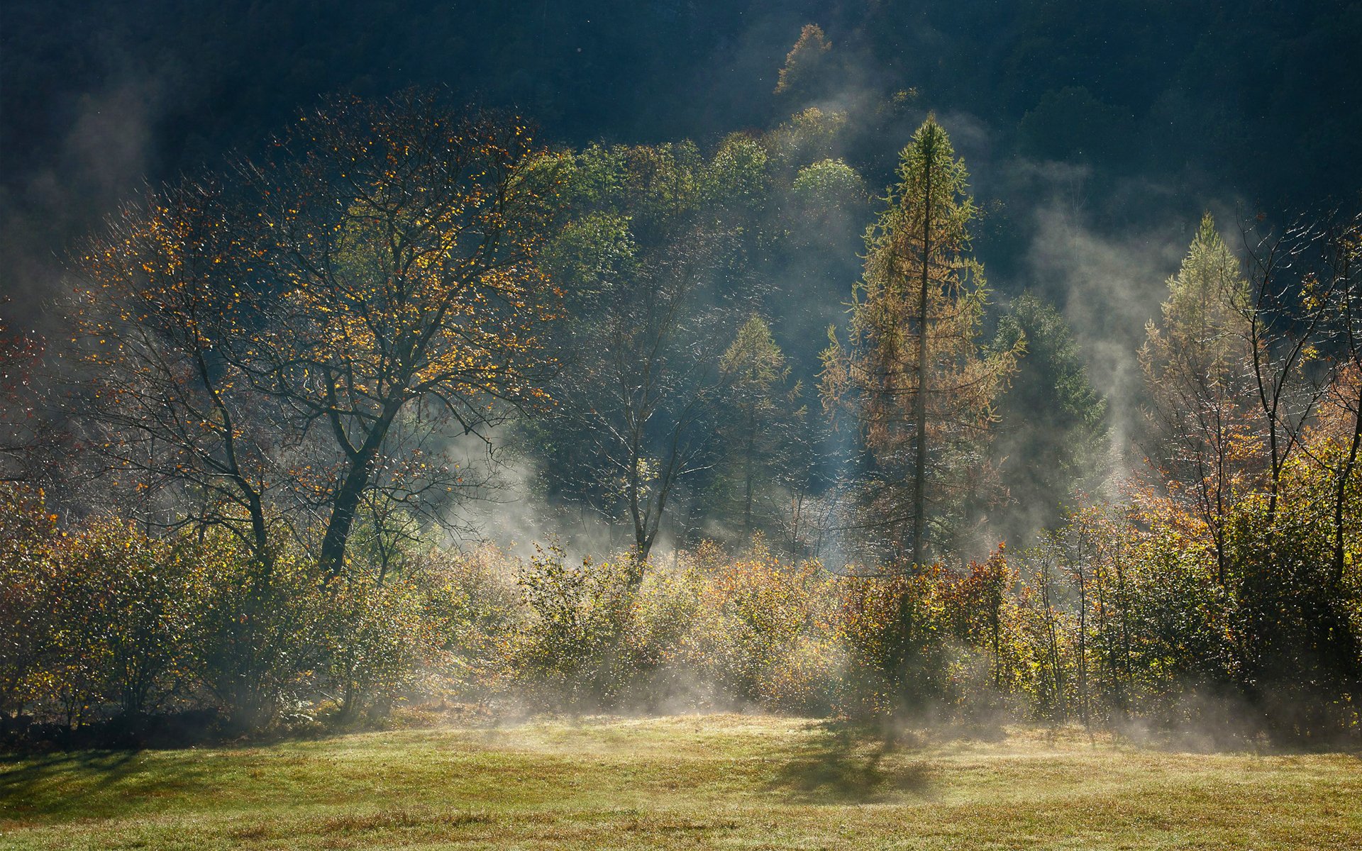 foresta nebbia alberi foschia autunno luce