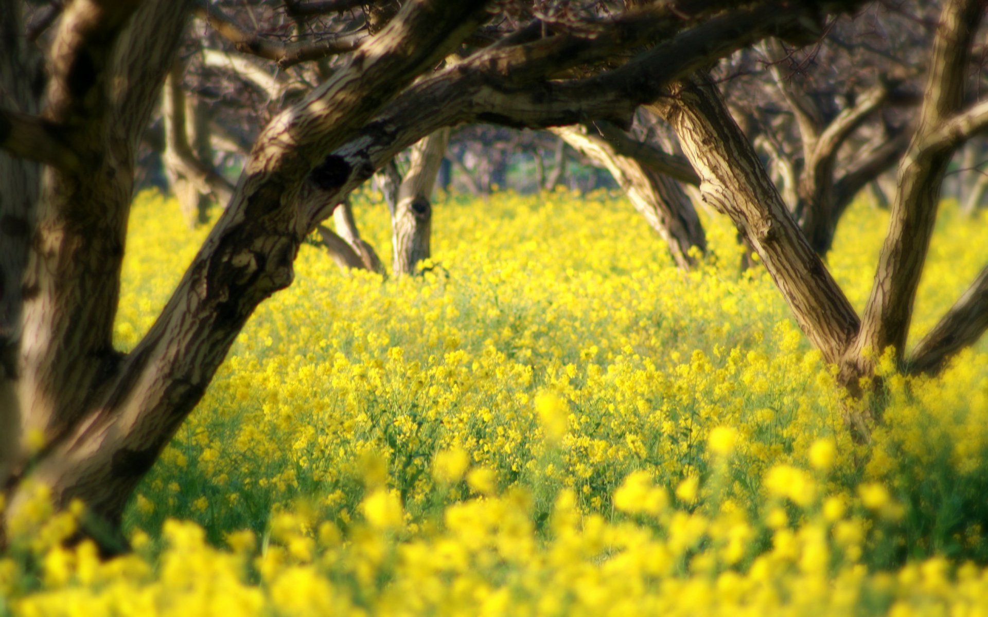 naturaleza primavera verano árbol flores belleza ternura