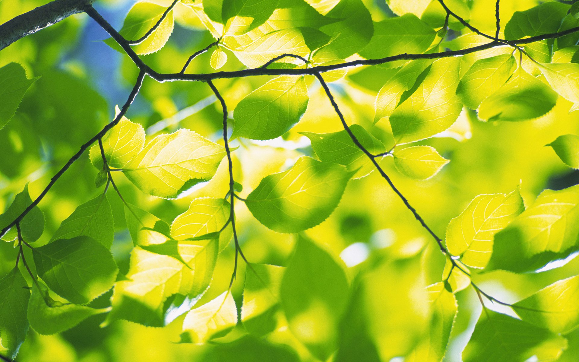 natura wiosna liście liście zieleń świeżość gałąź gałęzie drzewo