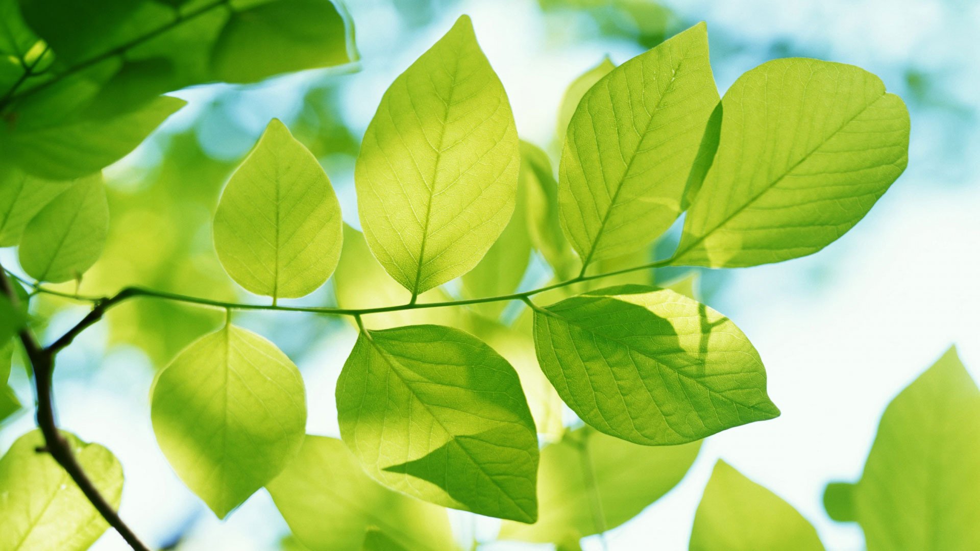 pring nature tree leaves close up