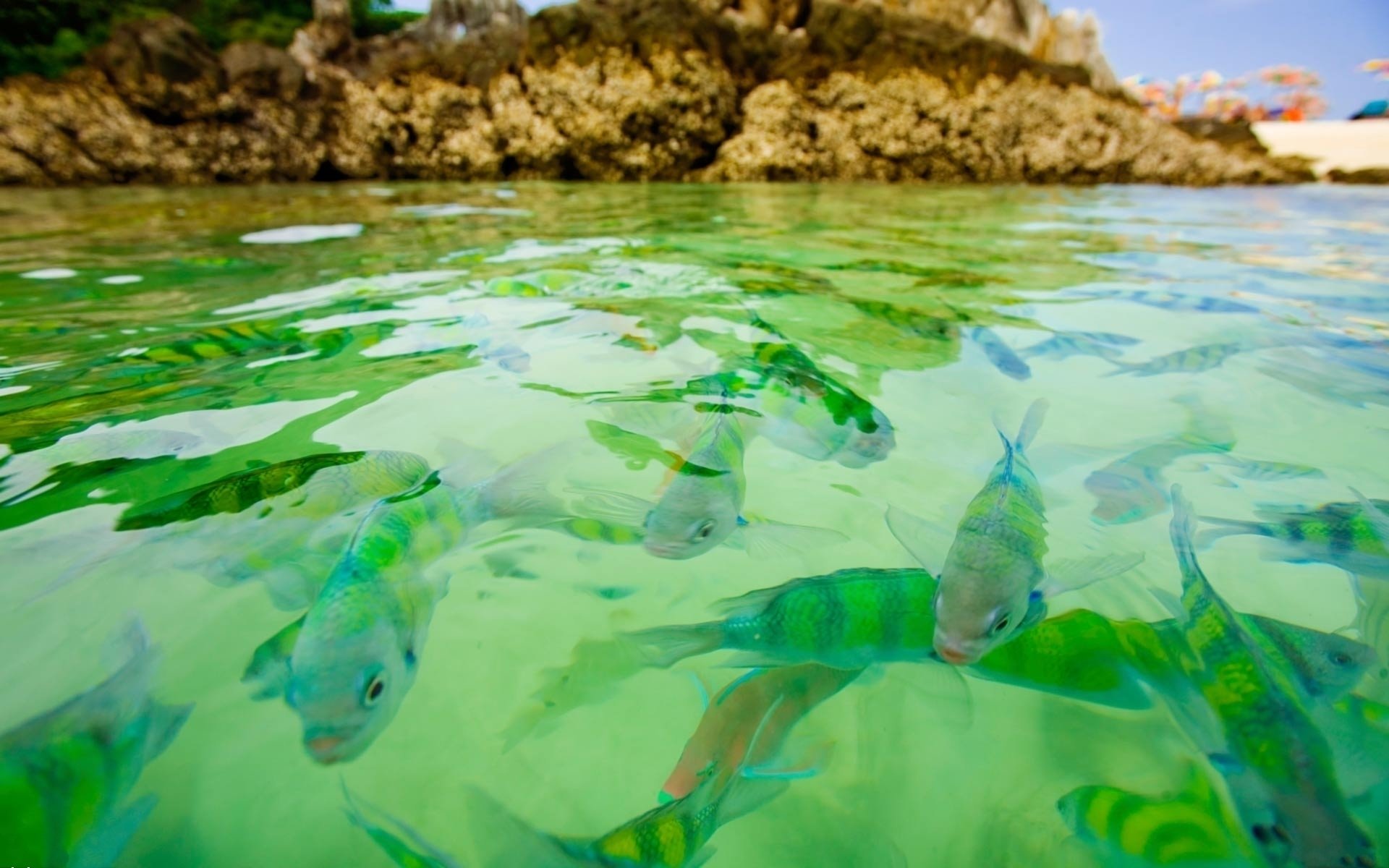 background surface water sea article fish close up