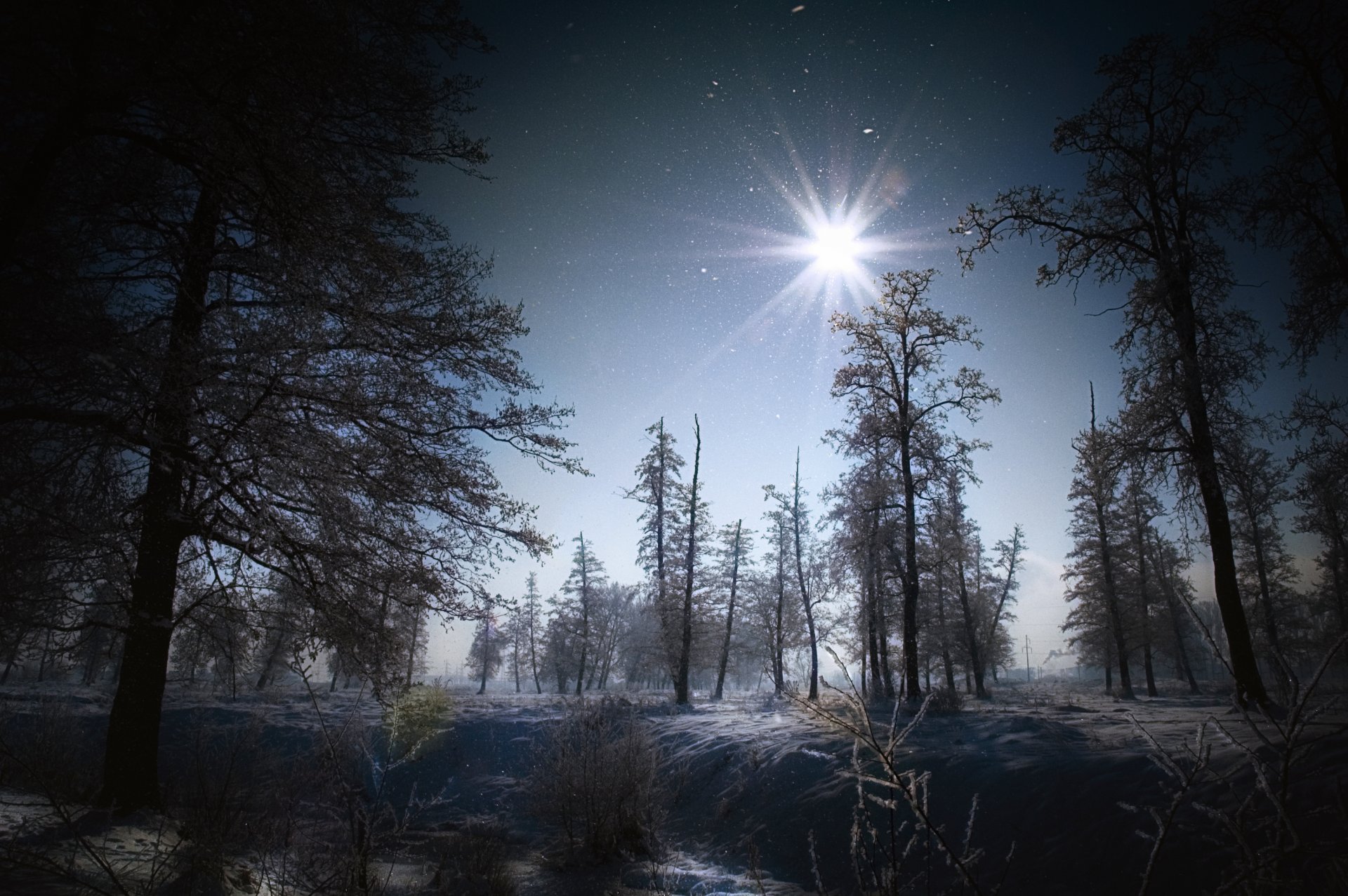 bäume wald winter schnee natur landschaft