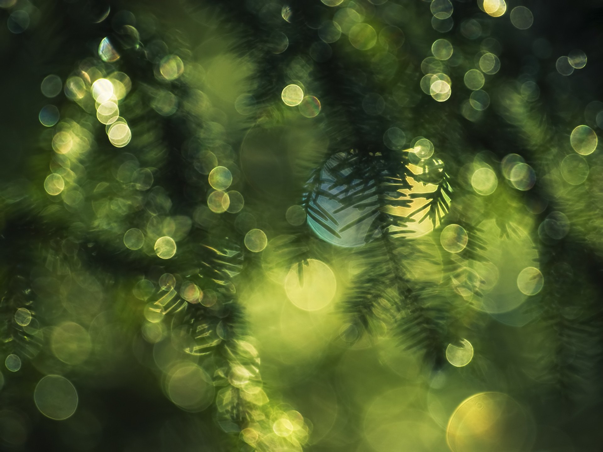 nature spruce reflection