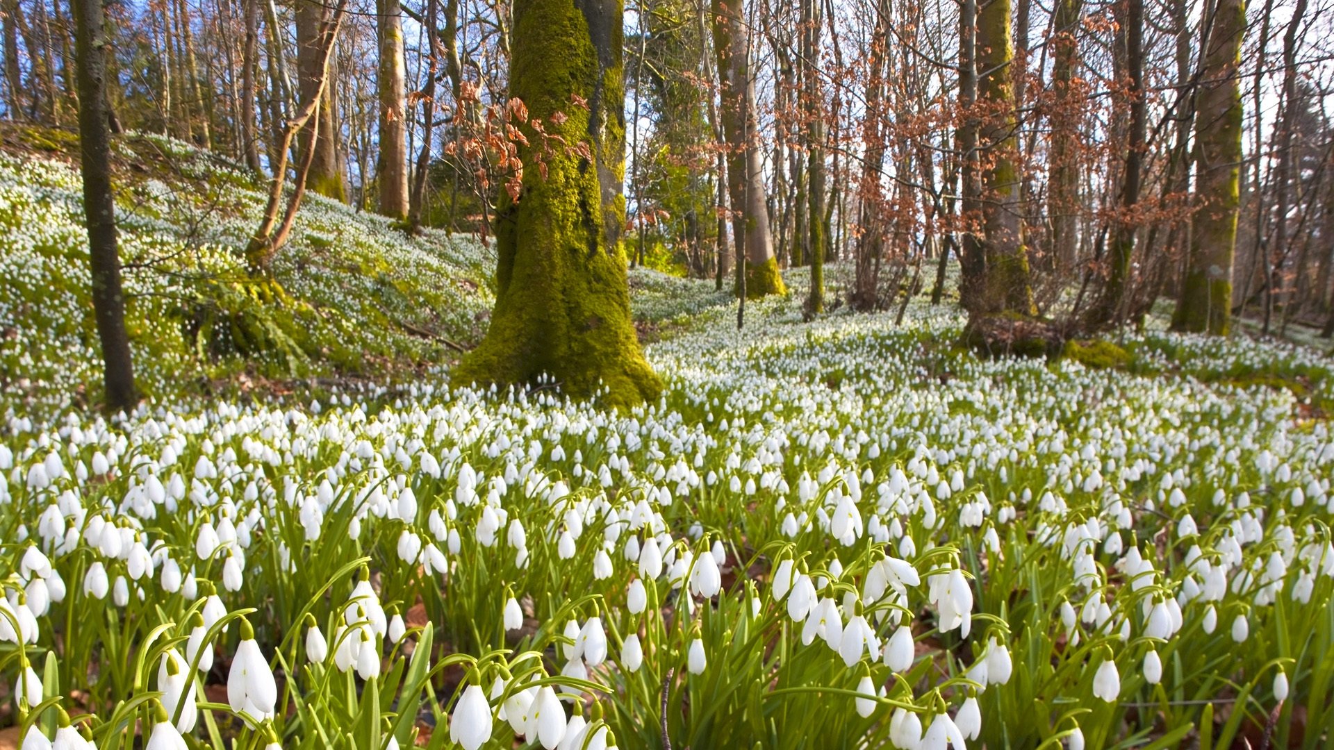 przebiśniegi kwiaty białe drzewa gałęzie las wiosna natura