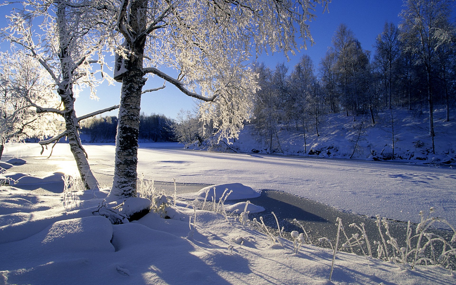 árboles nieve sol invierno río bosque