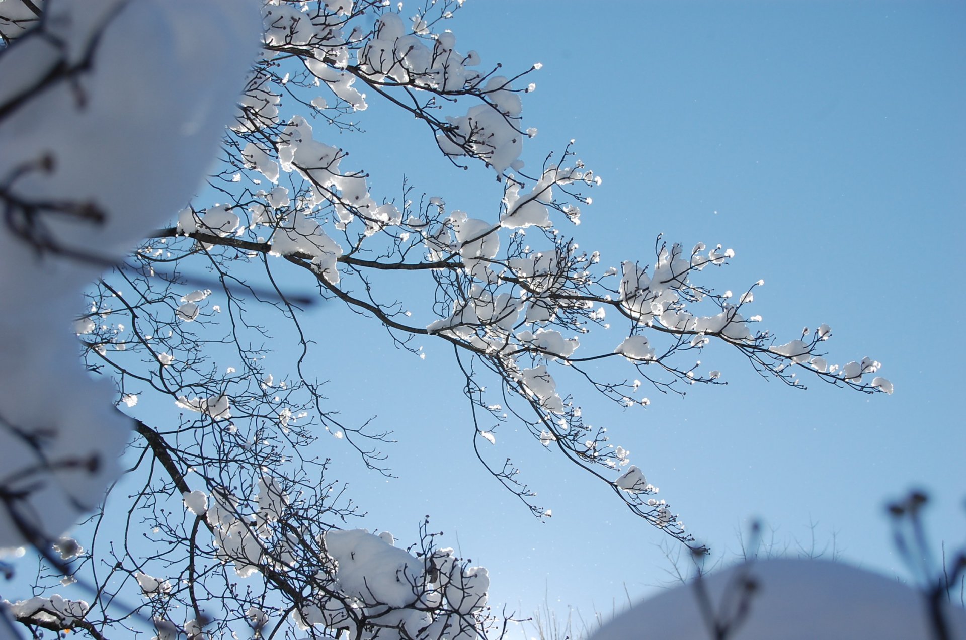 schnee winter zweige wintertag