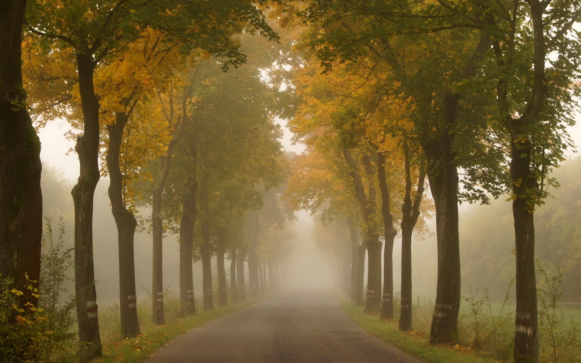 straße bäume sommer