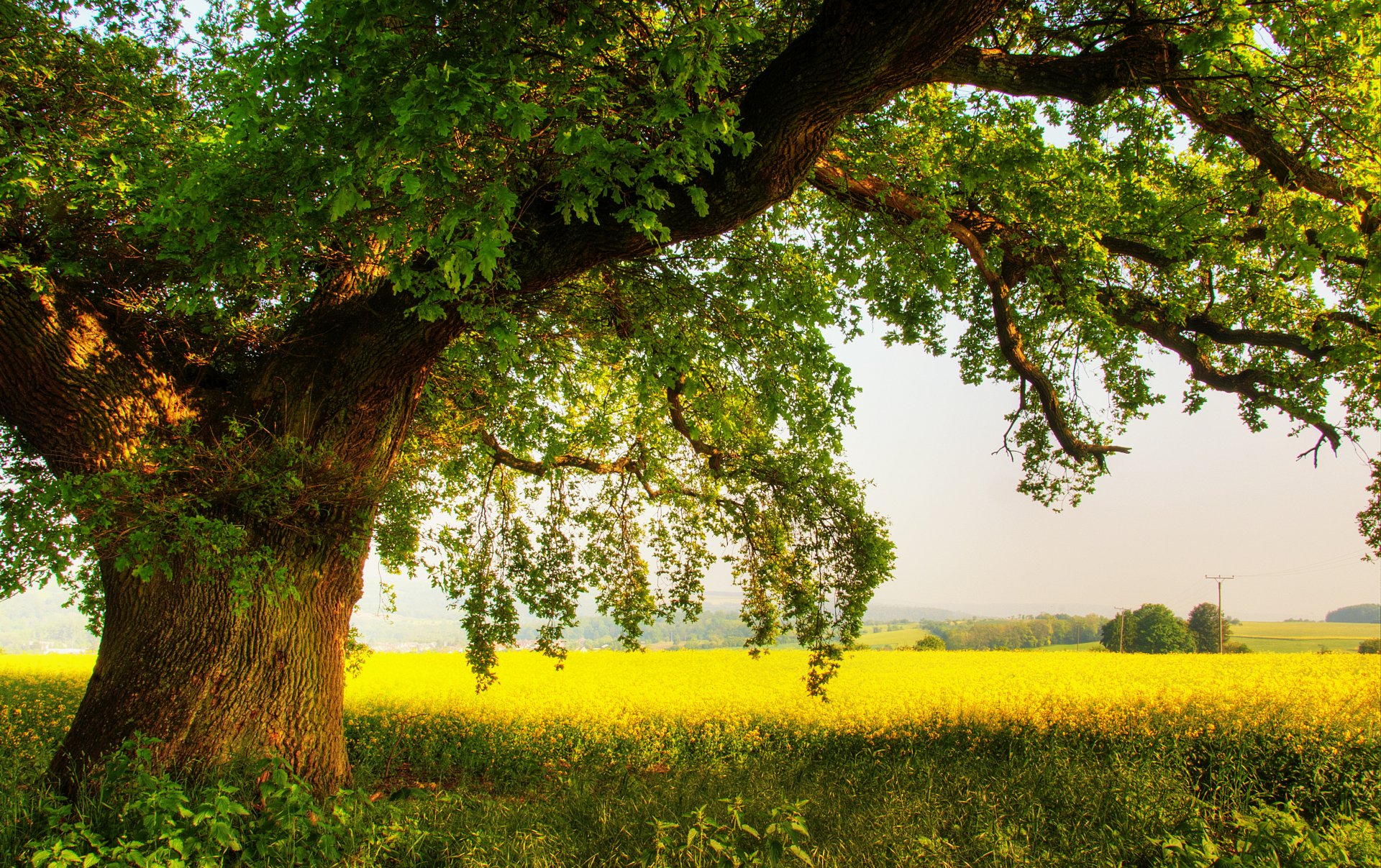 naturaleza árbol roble campo verano