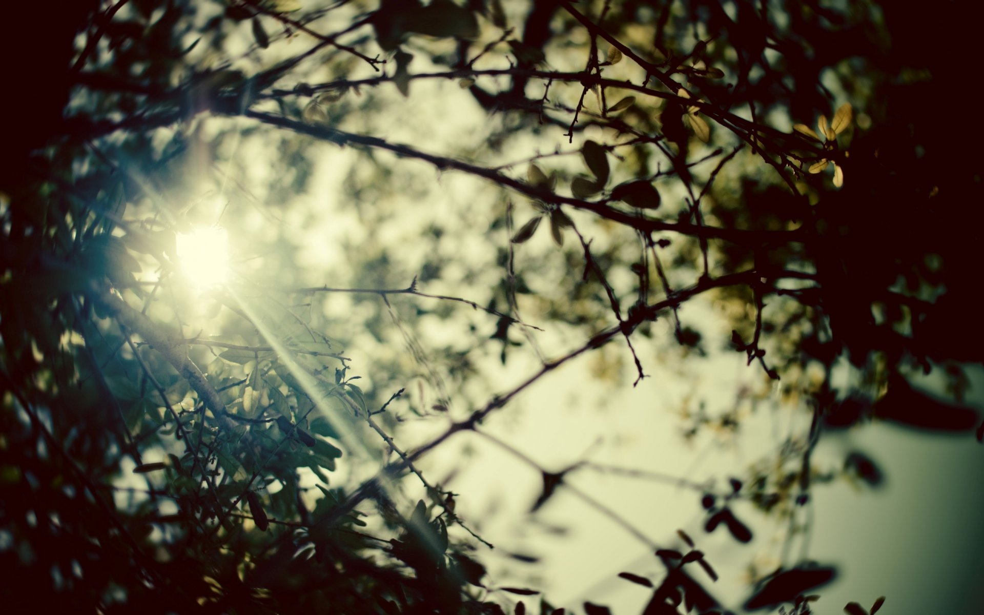 nature plants branches branches leaves trees summer day sun rays photos pictures blur background wallpaper