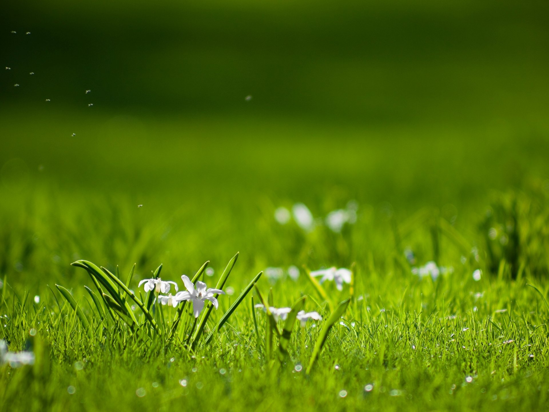 natura trawa zieleń rośliny kwiaty polana dzień słońce jasne kolory