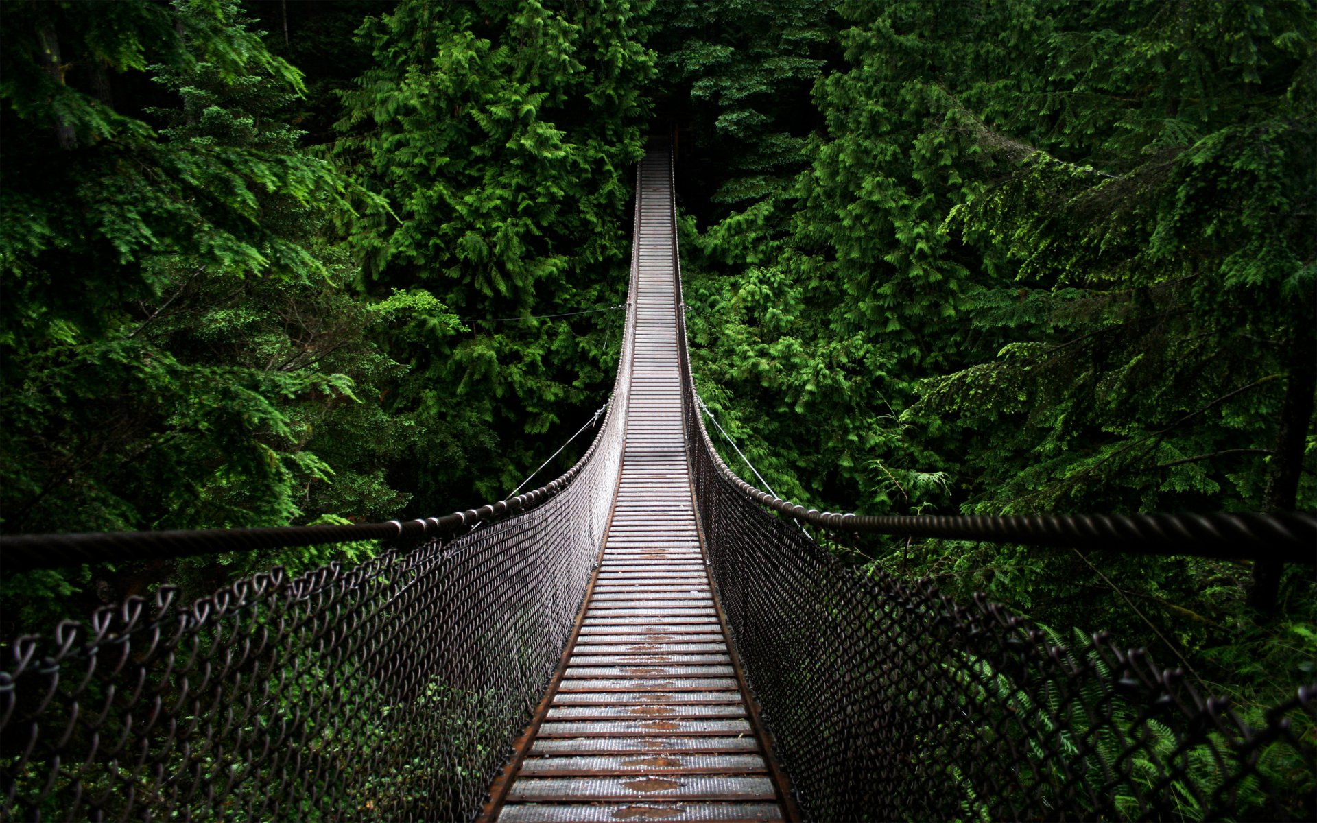 forêt pont fosse