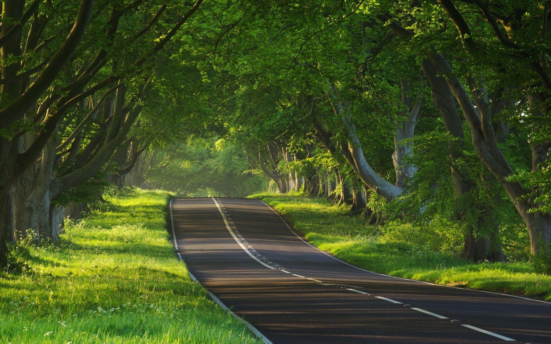 nature road roads path paths tree trees mood moods nature photo