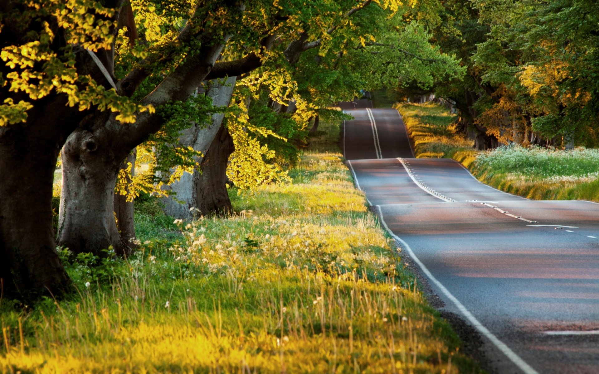 natura estate piante verde alberi sera sole raggi luce strada asfalto