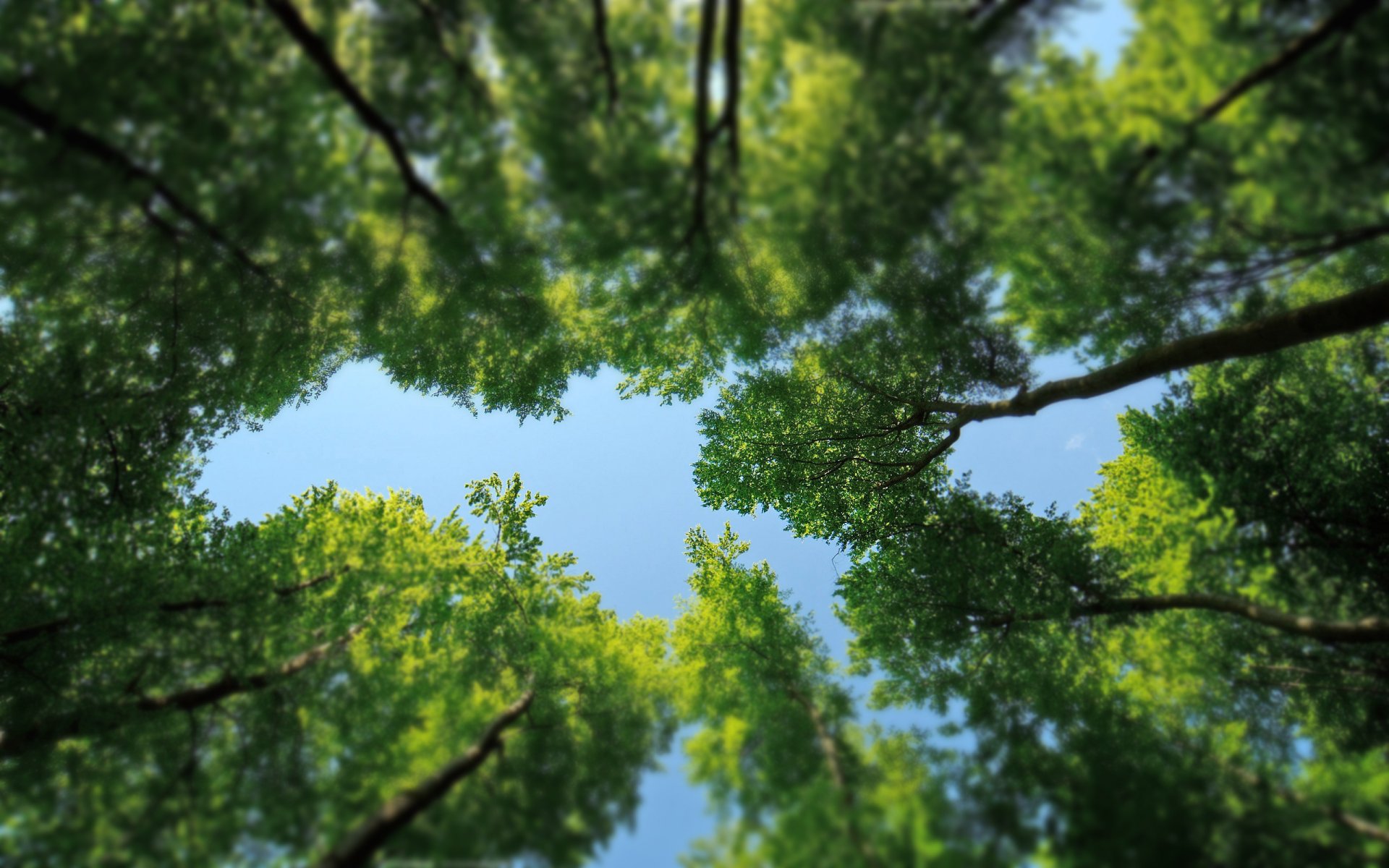 natur bäume blätter kronen grüns wald mit scherung und neigung