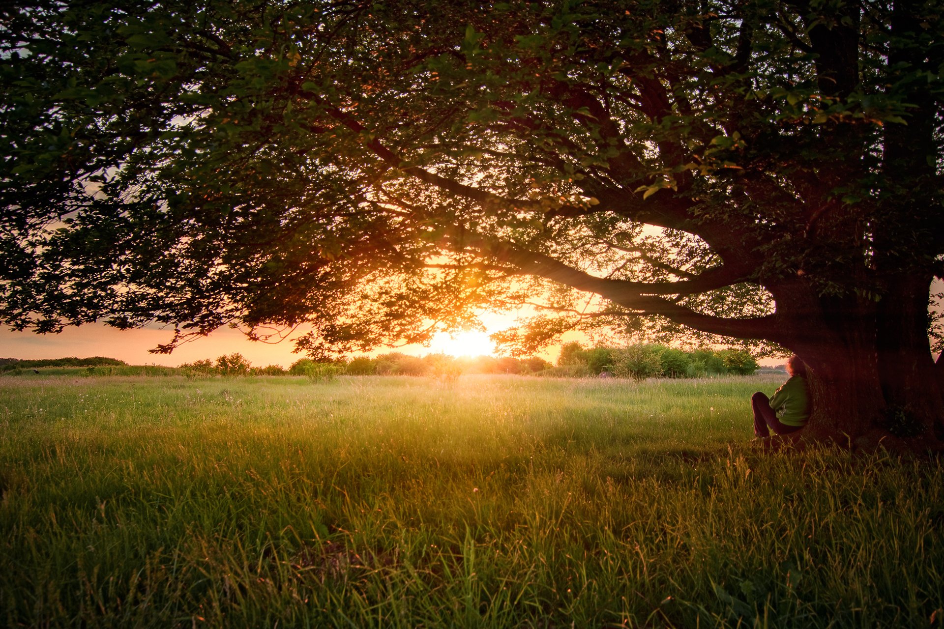 natura albero estate mabut giugno amico