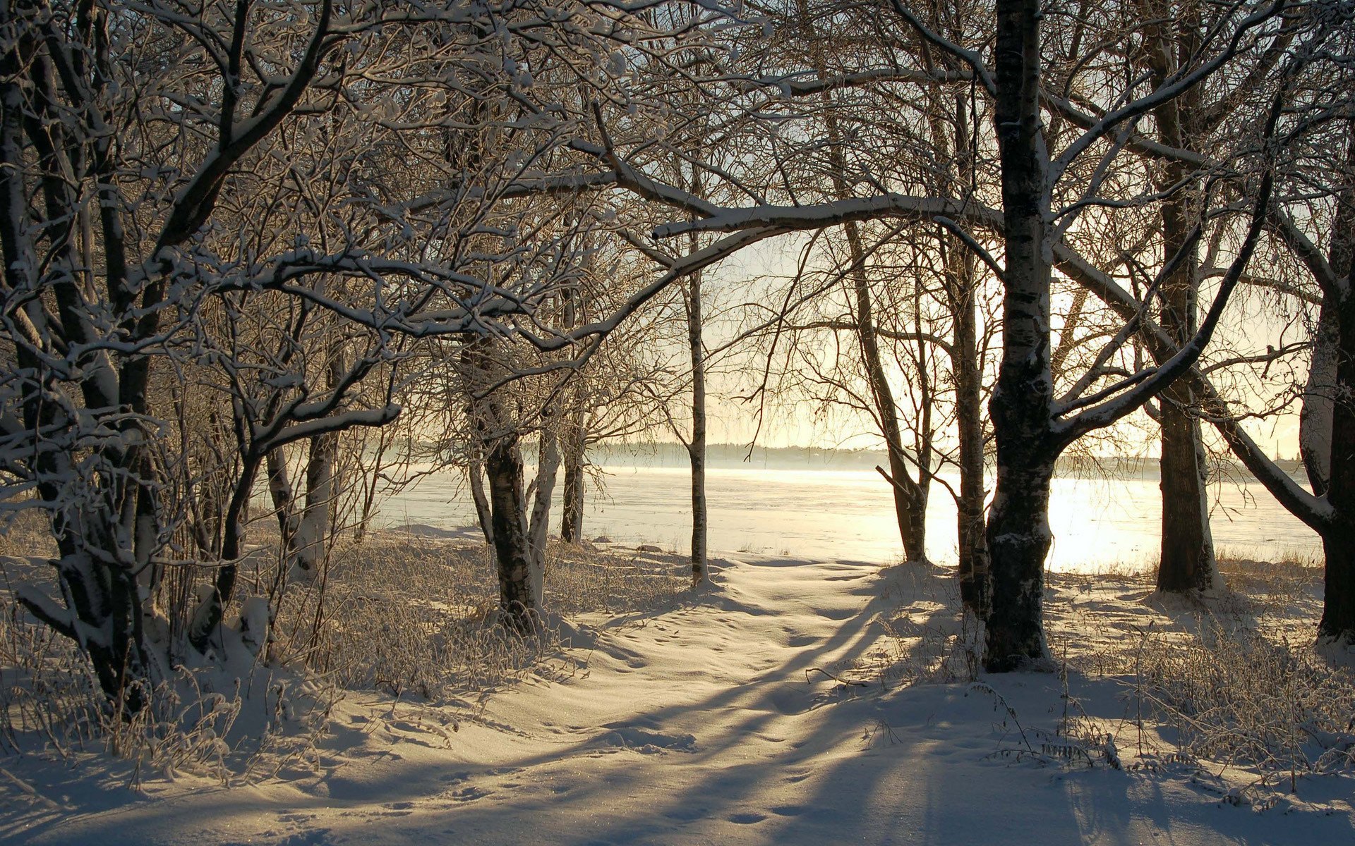 nature winter snow tree