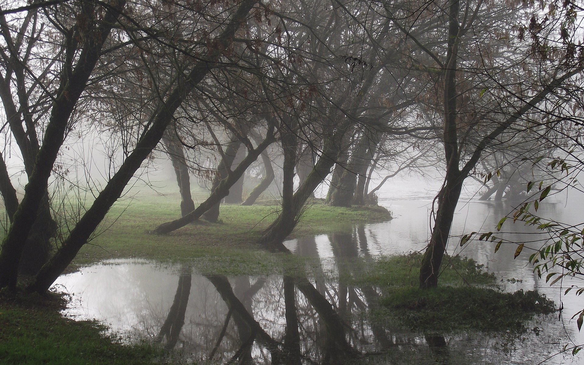 tree water fog reflection