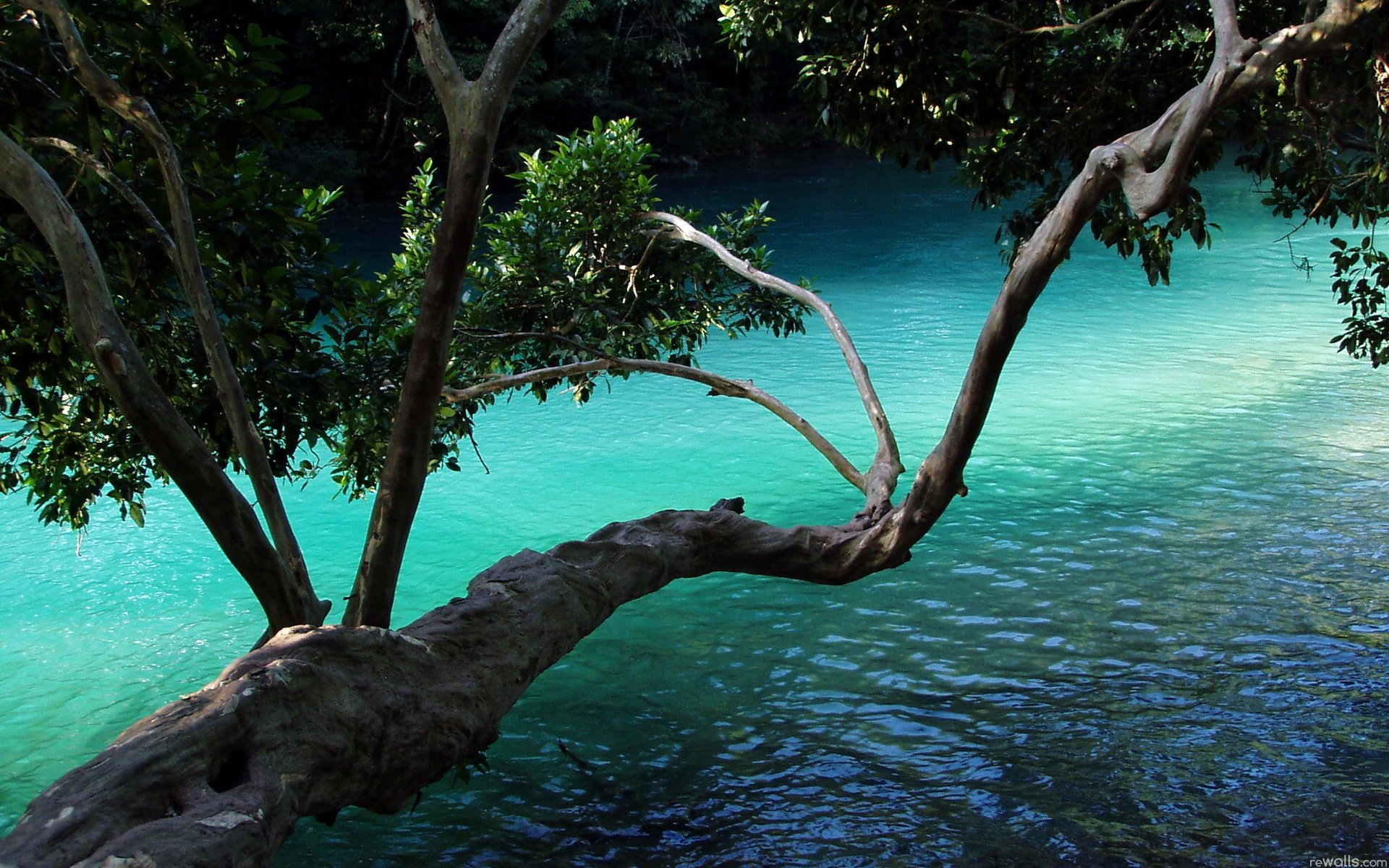 tree water plant branches leaves nature