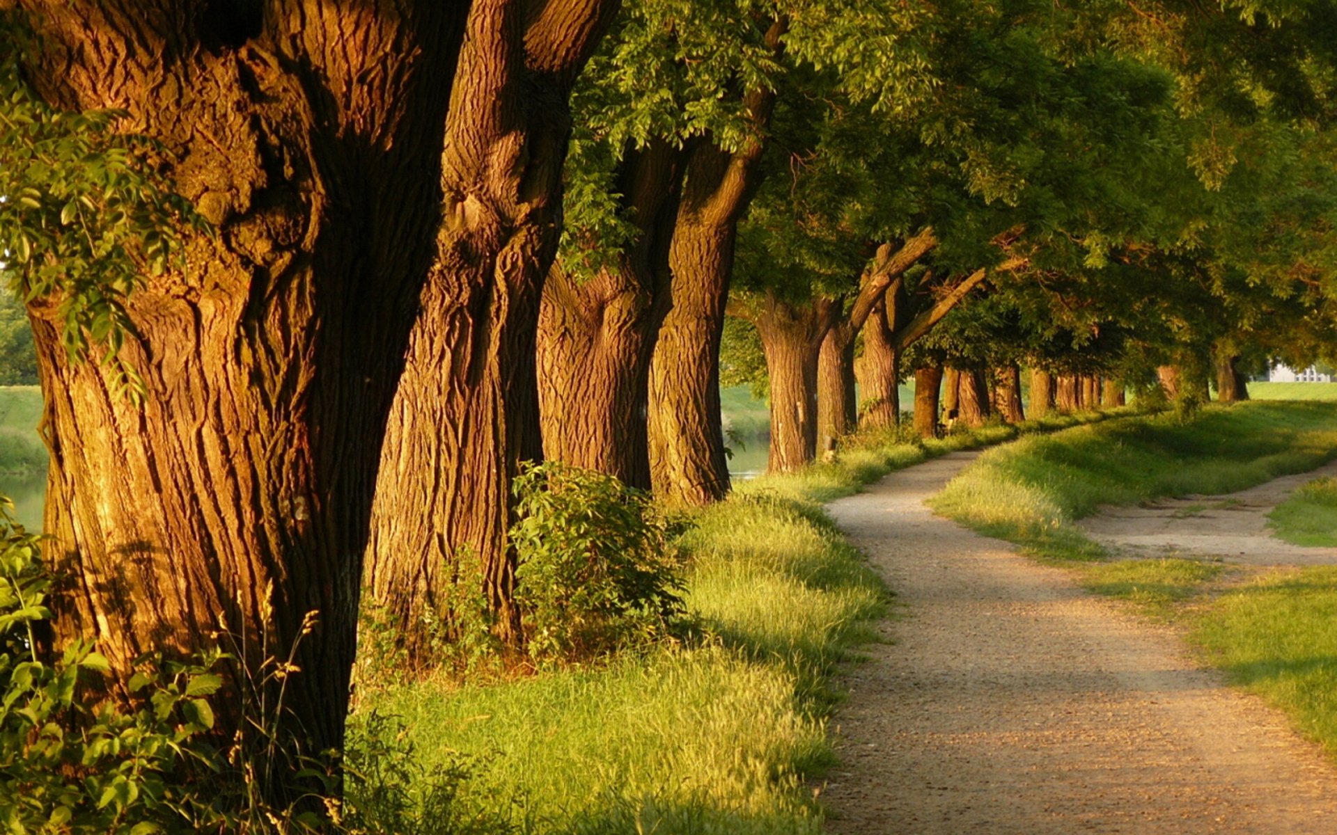 wieczór natura drzewo drzewa parki aleja alejki trawa ścieżka ścieżki piękno światło