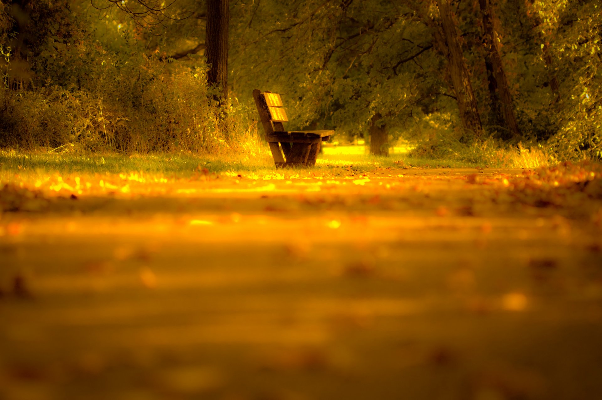 bank bank straße bäume blätter licht stimmung herbst natur