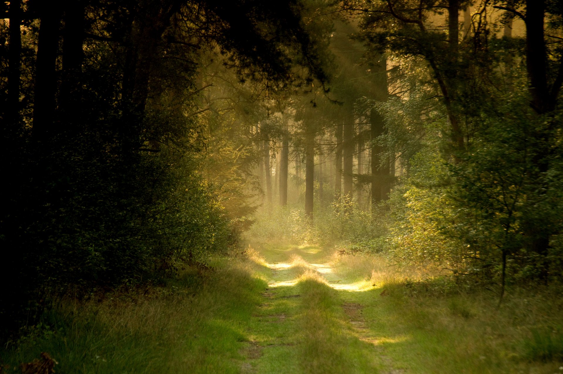 natur straße wald sommer