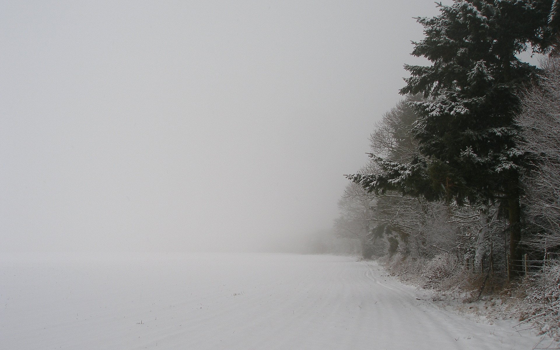 zima natura śnieg drzewa las drzewo śnieżyca nowy rok