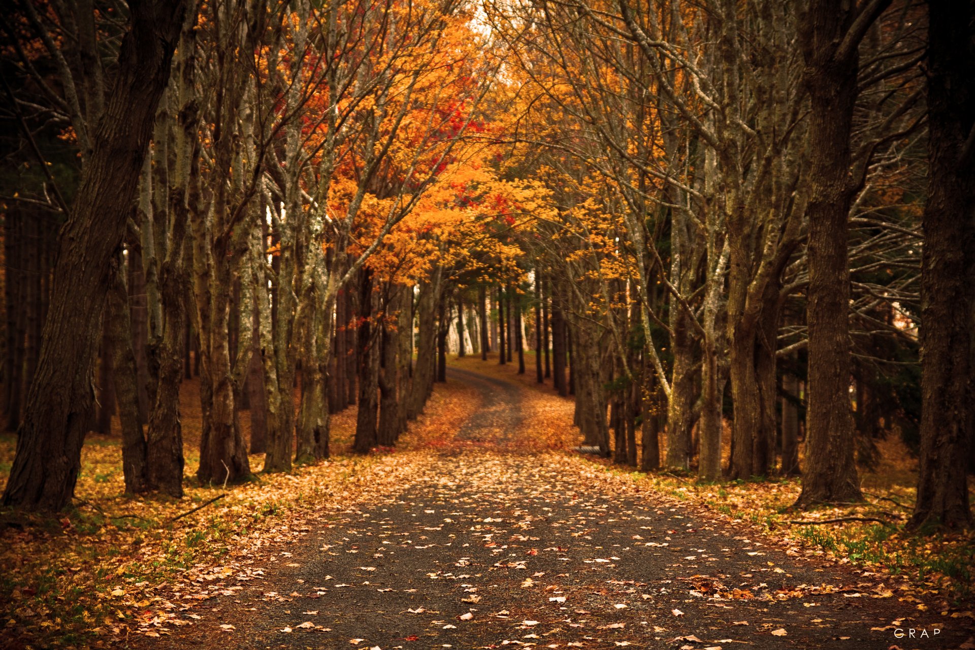 nature road autumn foliage