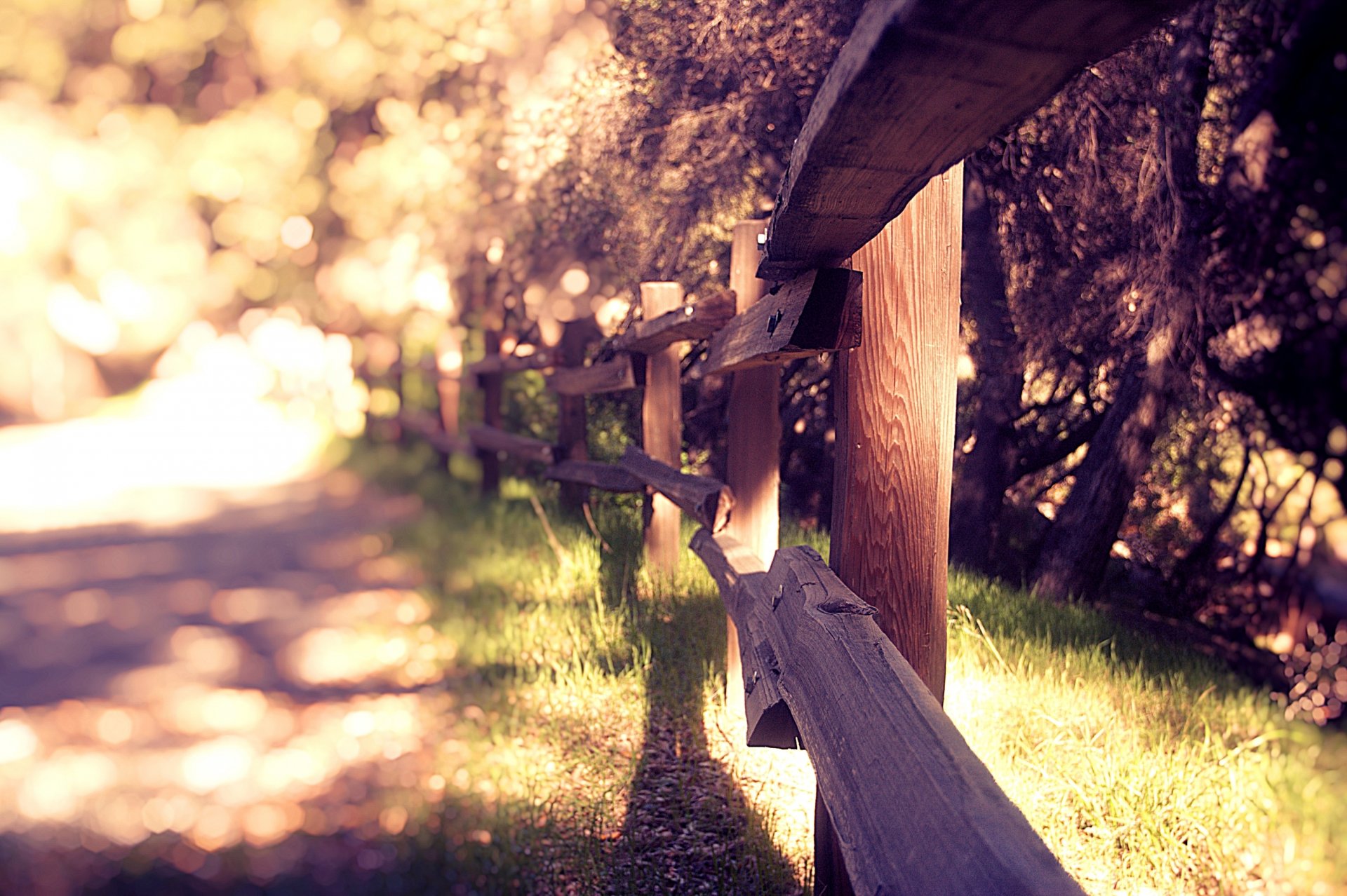 nature grass plants summer fence fencing blur background wallpaper