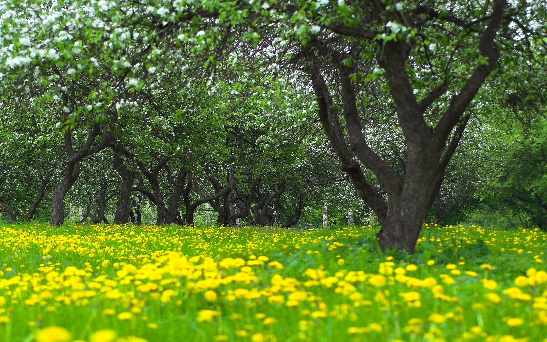 giardino alberi meli fioritura denti di leone erba fiori sfocatura primavera natura