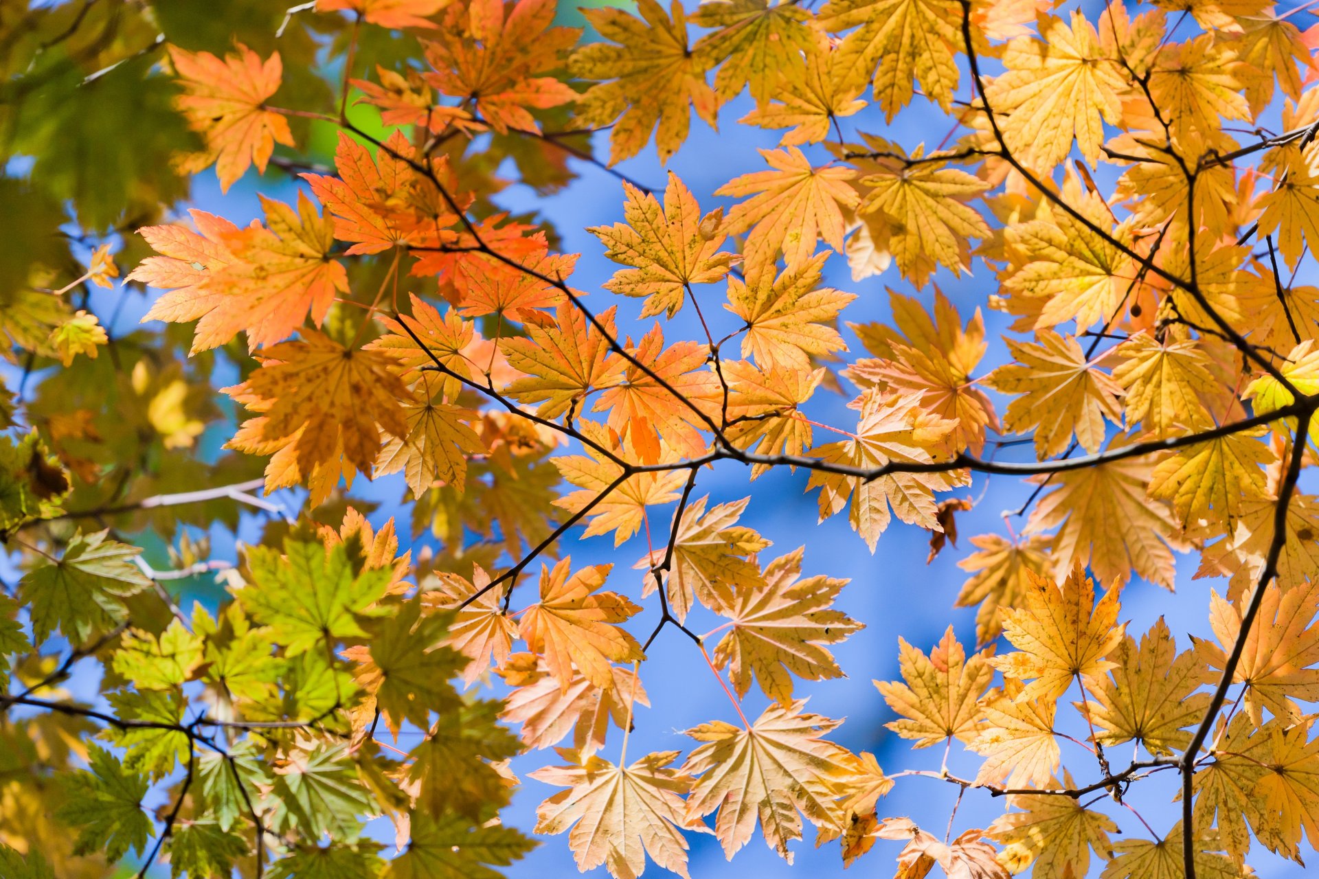 minutes d automne à pied de la gare automne feuilles vue en bas