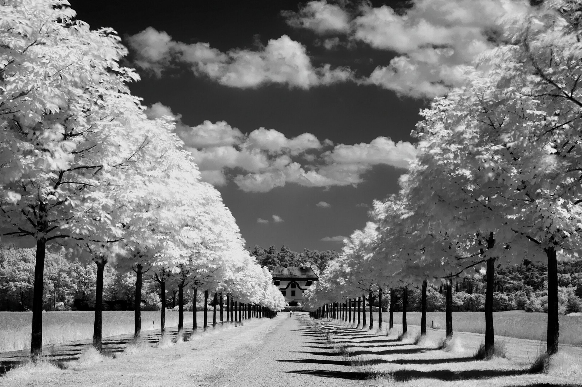 nature road tree alley horizon sky clouds sun rays day photo black white background wallpaper