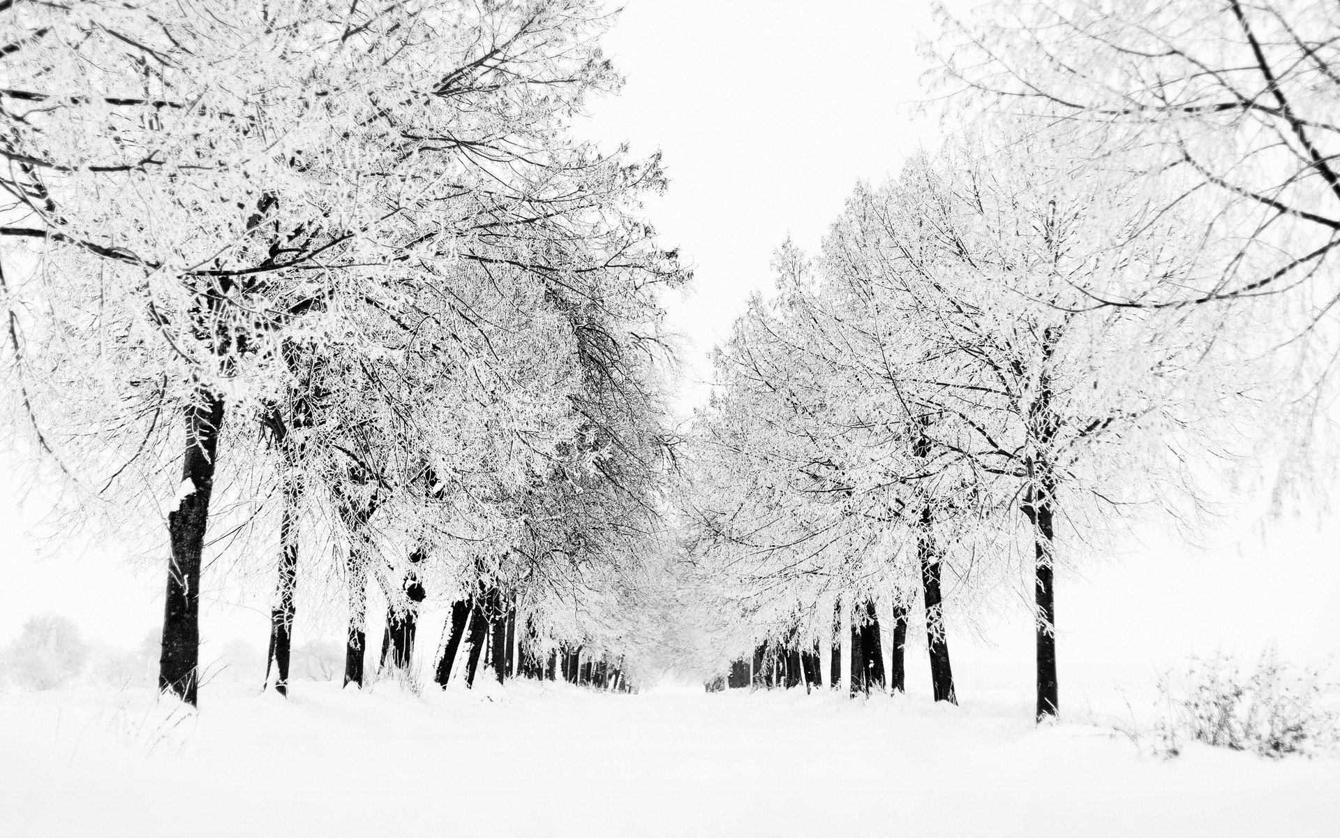 hiver nature neige arbre arbres vue blizzard