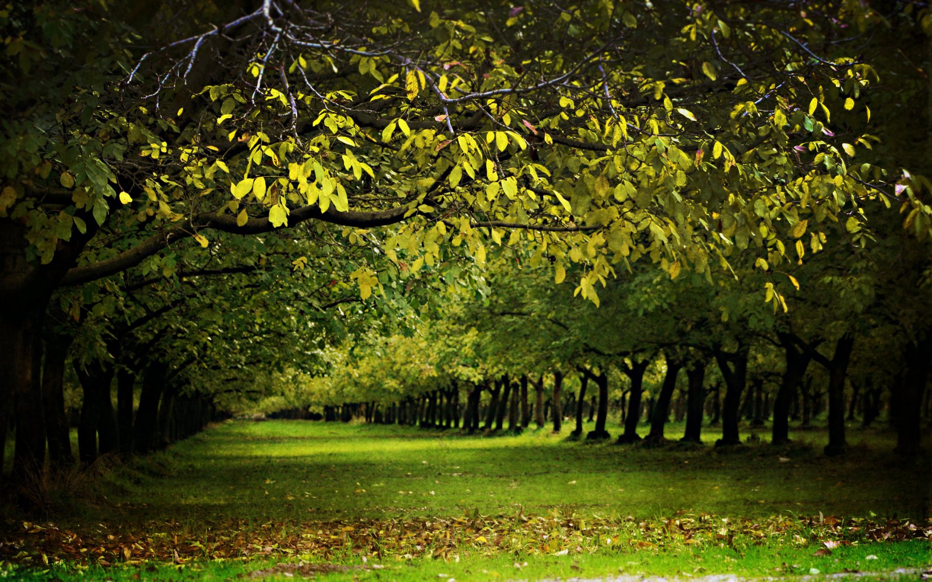 nature forêt arbre arbres allée ruelles printemps été verdure herbe avec la nature